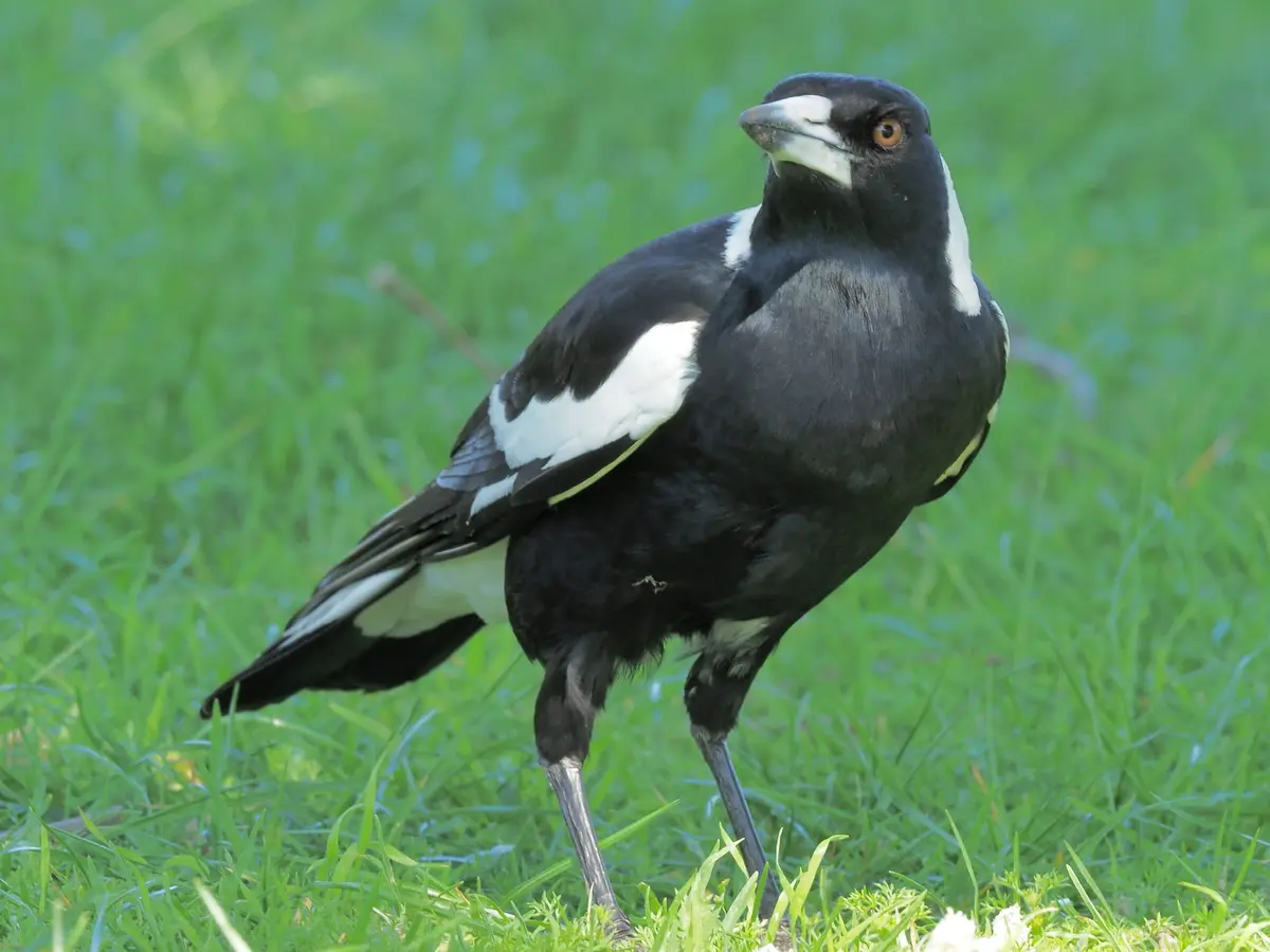 A black and white magpie stands on green grass, looking directly at the camera with a stern expression. The overlaid text…