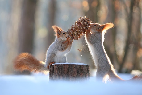 Two red squirrels are standing on their hind legs on a snowy stump, both reaching for the same pinecone in a tug-of-war. One…