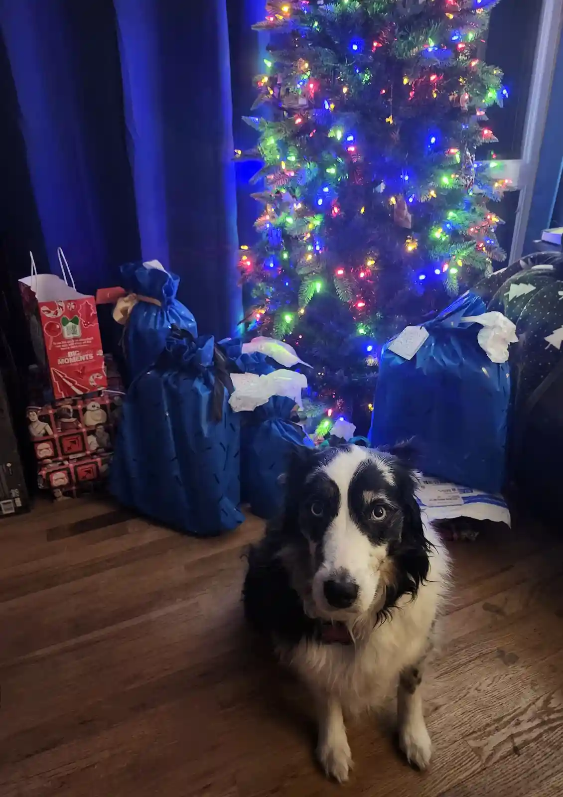 A black and white dog with wide, innocent eyes sits on a wooden floor in front of a brightly lit Christmas tree adorned with…