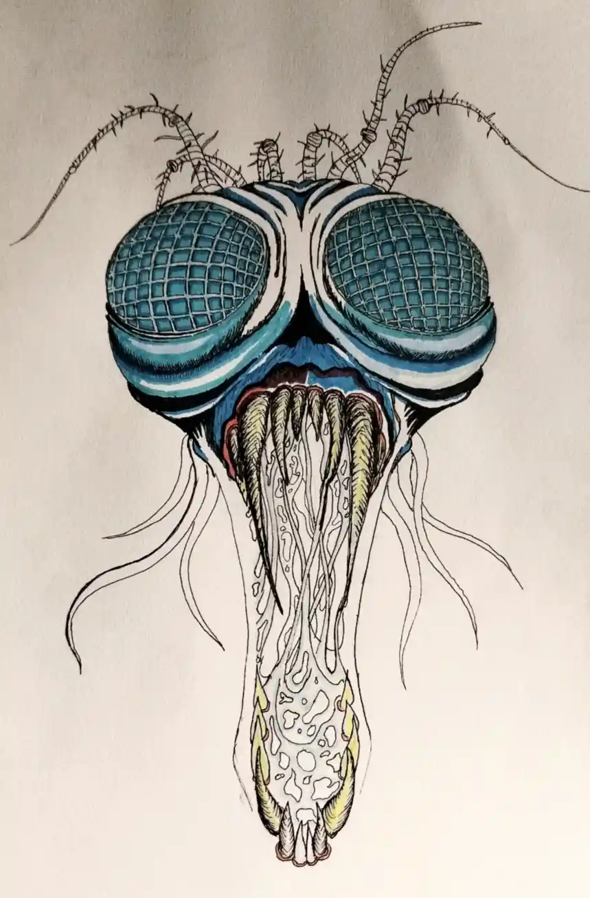 A detailed drawing of a fly's head with large, grid-patterned compound eyes, spiky antennae, and a grotesquely elongated…
