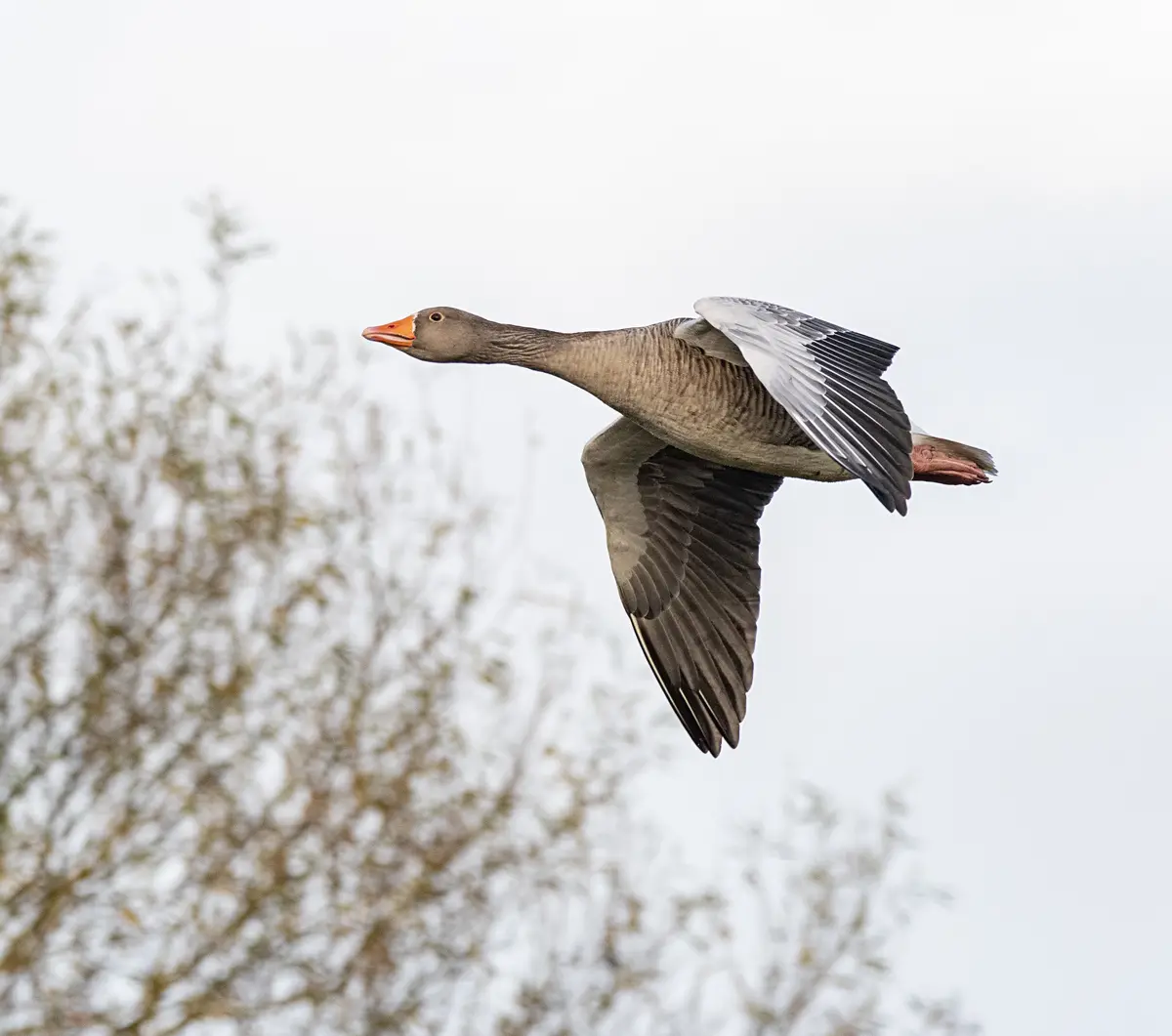 A gray goose with an orange beak is captured mid-flight against a pale sky, with blurred tree branches visible in the…