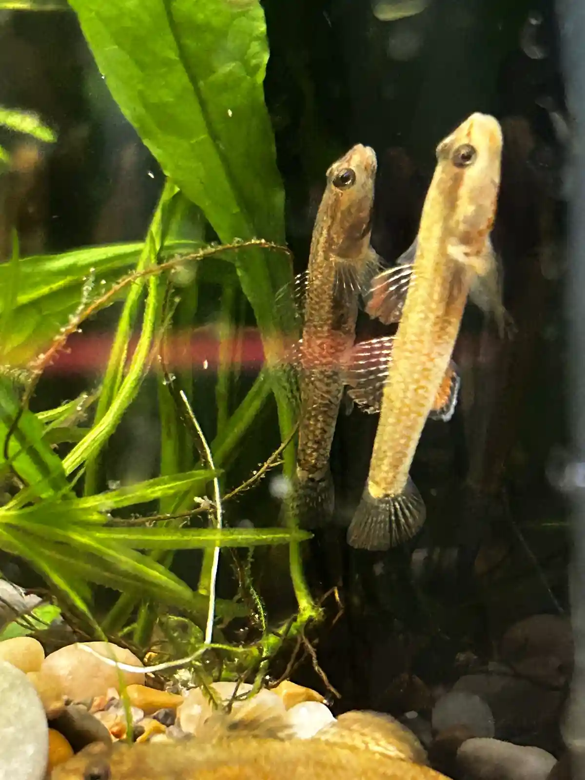 Two small fish are vertically oriented in an aquarium, looking upward with their mouths slightly open, surrounded by green…