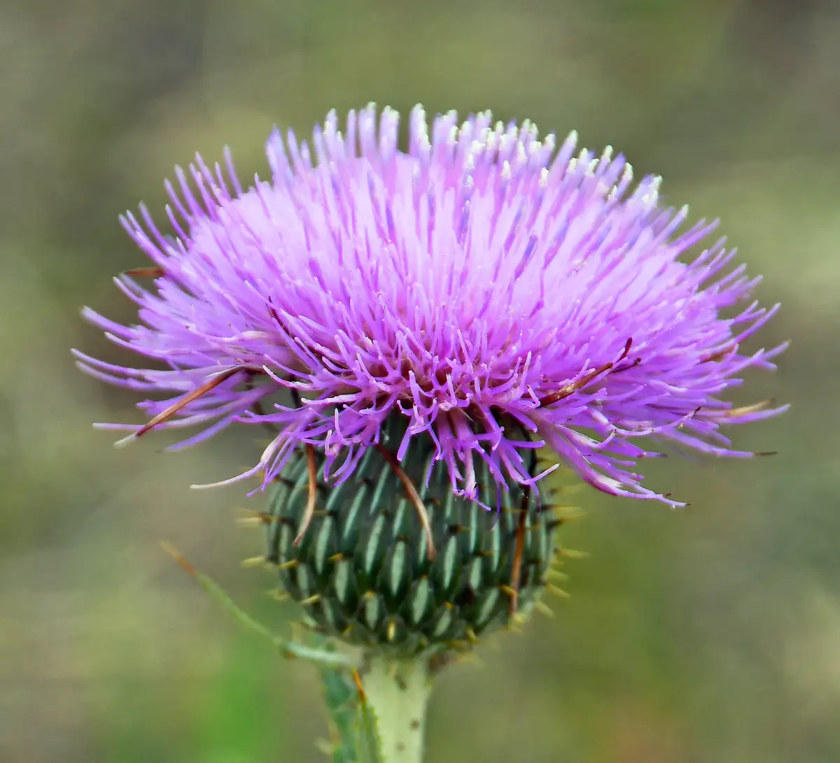 A close-up photograph of a purple thistle flower with spiky petals and a green, spiky base, set against a blurred green…