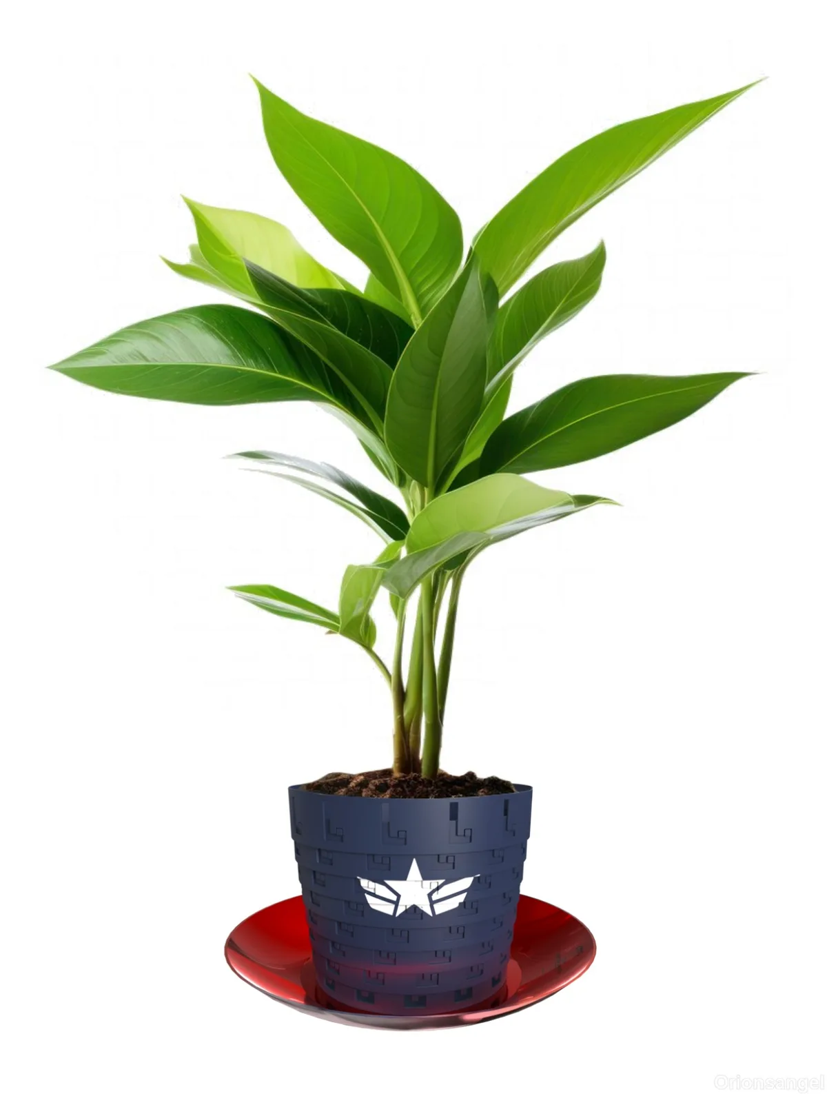 A healthy green potted plant with broad leaves sits in a blue pot featuring a white star and winged emblem, placed on a red…