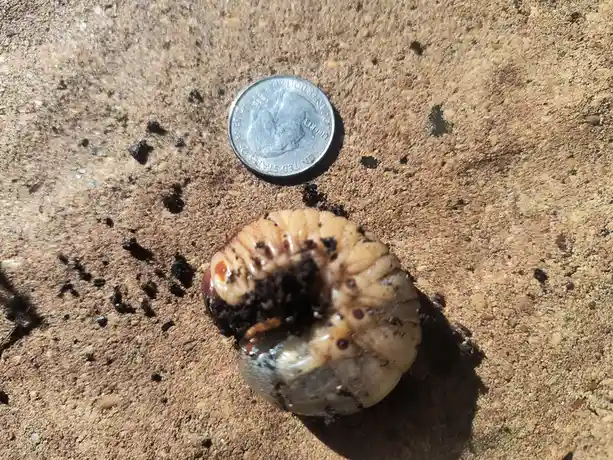 a large, segmented, pale grub with dark soil clinging to its body lies curled on a rough, sandy ground next to a quarter…