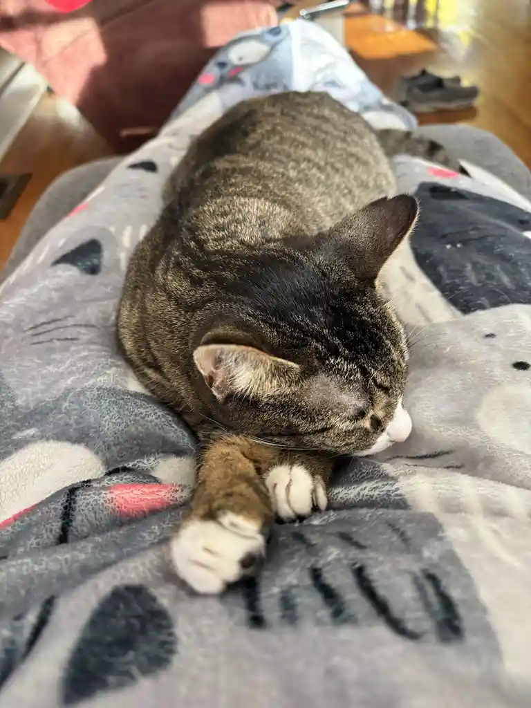 A tabby cat with white paws is curled up and sleeping soundly on a grey blanket featuring a large cat face pattern. The…