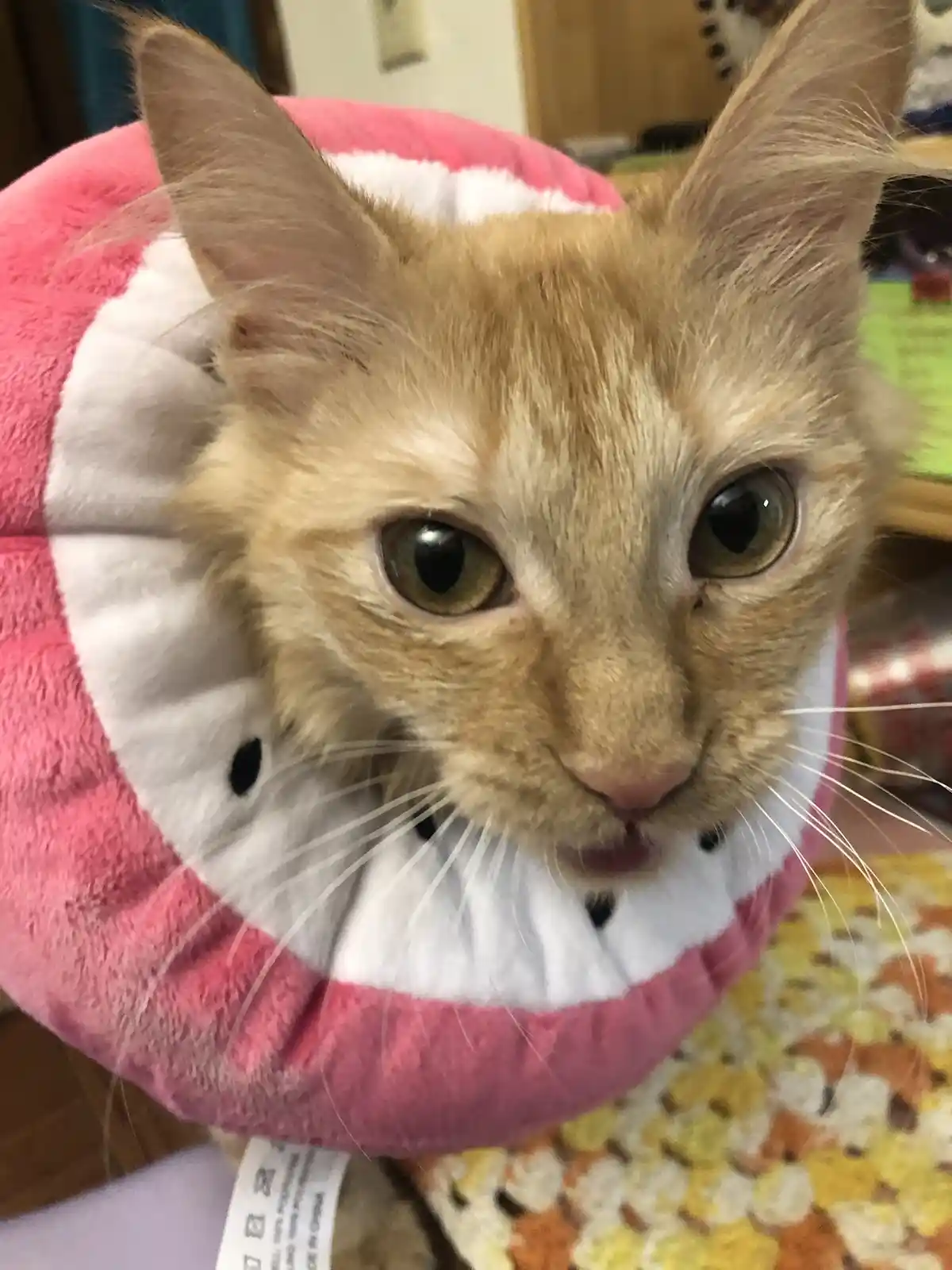 Meet Soka: The Enchanting Dragonfruit
