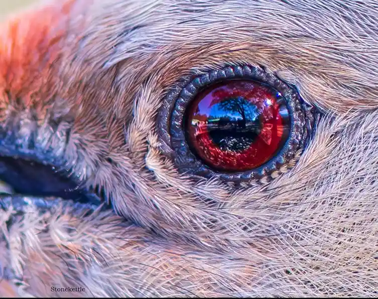 A close-up photo of a bird's eye with a vivid red iris, surrounded by fine grey and brown feathers, reflecting a blue sky…