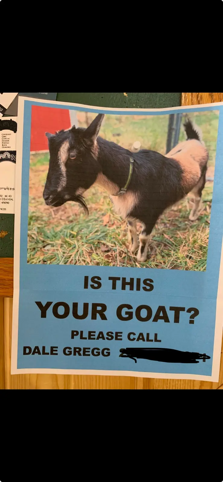 A lost goat flyer featuring a photo of a black and tan goat wearing a harness, with text asking if the goat belongs to the…