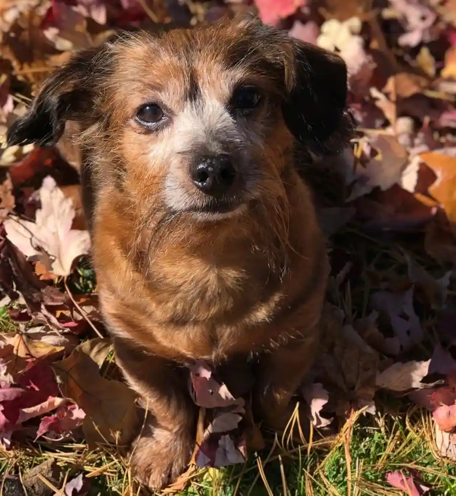 A small, scruffy brown and black dog with a white muzzle sits among colorful autumn leaves on grass, looking directly at the…