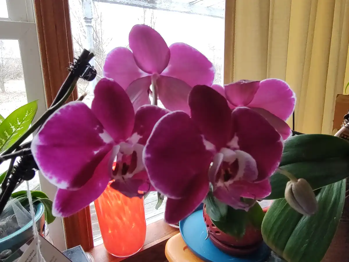 A vibrant purple orchid with large, open blooms sits on a windowsill next to a glowing orange candle and other potted…