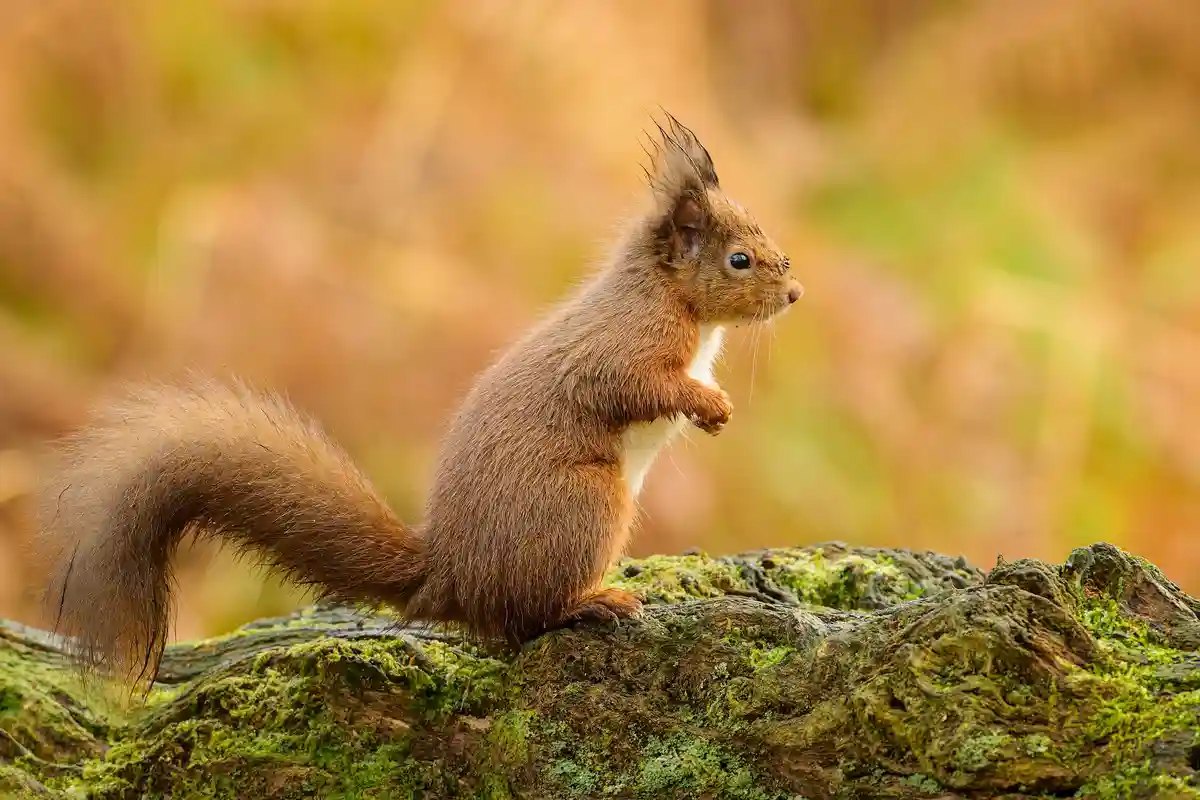 A red squirrel with a spiky tuft of fur on its head stands upright on a moss-covered log, looking alertly to the right. The…