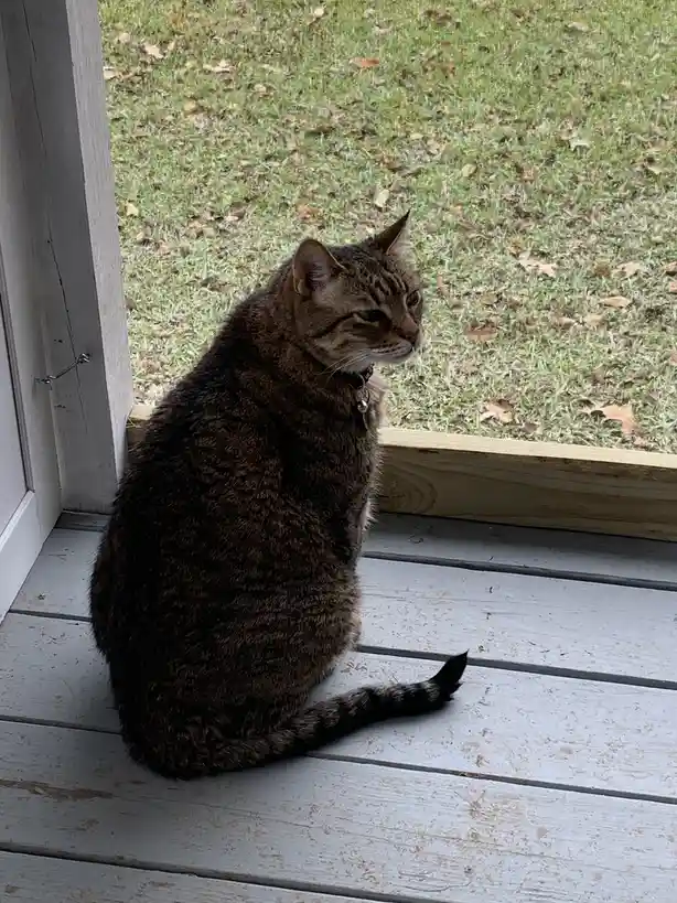 A brown tabby cat sits on a weathered white wooden porch floor, looking out through a screen door at a grassy yard with…