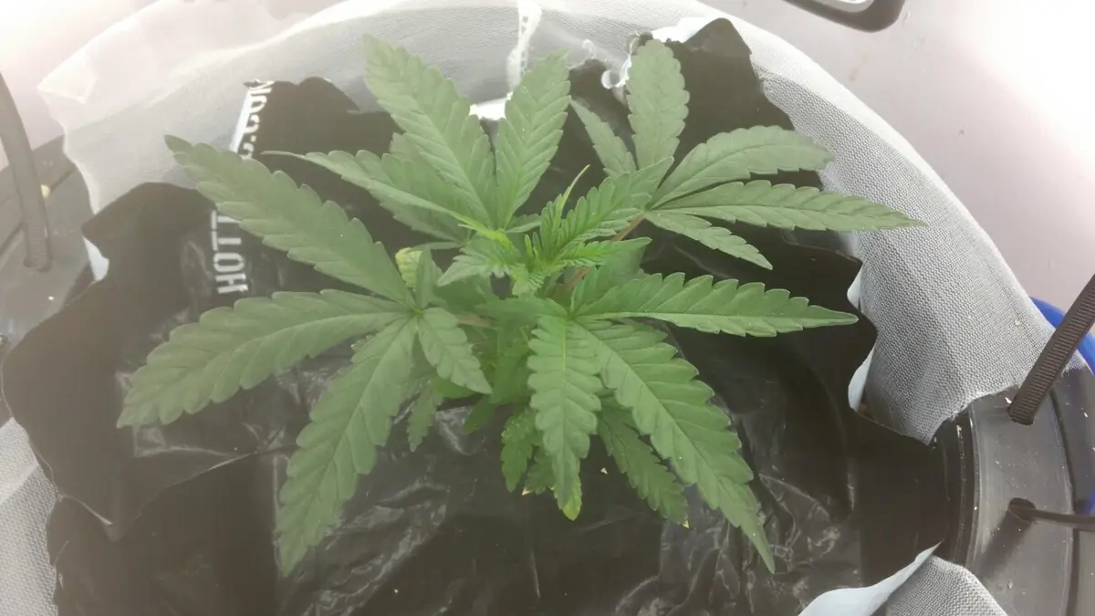 A small green cannabis plant with serrated leaves grows in a black plastic bag inside a white mesh container. The plant is…