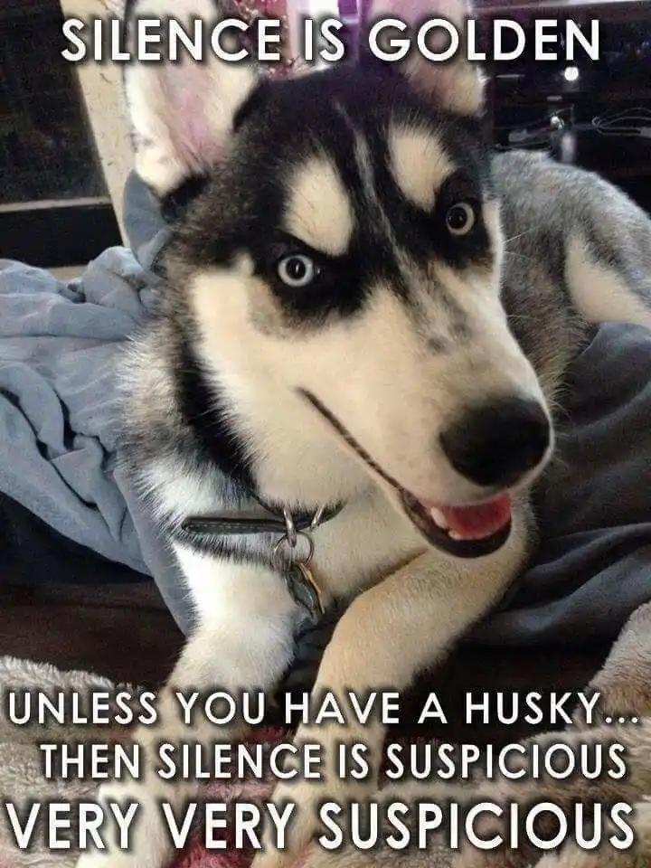 A close-up photo of a husky dog lying on a blanket, looking directly at the camera with wide, intense eyes and a slightly…