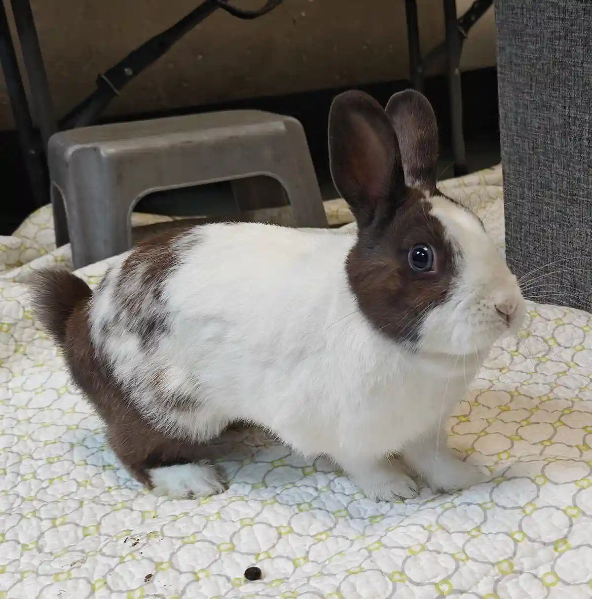 A brown and white rabbit stands on a patterned quilt, looking away from the camera, with a single dark pellet of poop…