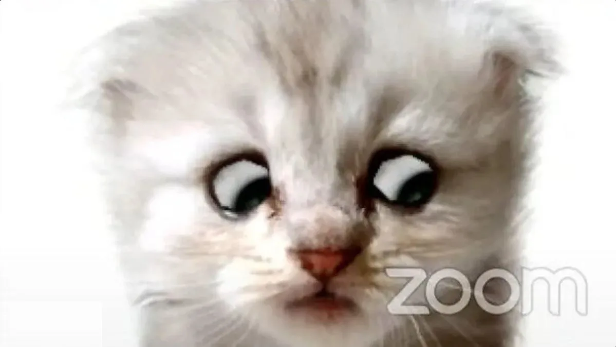 A close-up image of a fluffy white kitten with wide, startled-looking eyes staring directly at the camera, with the word…