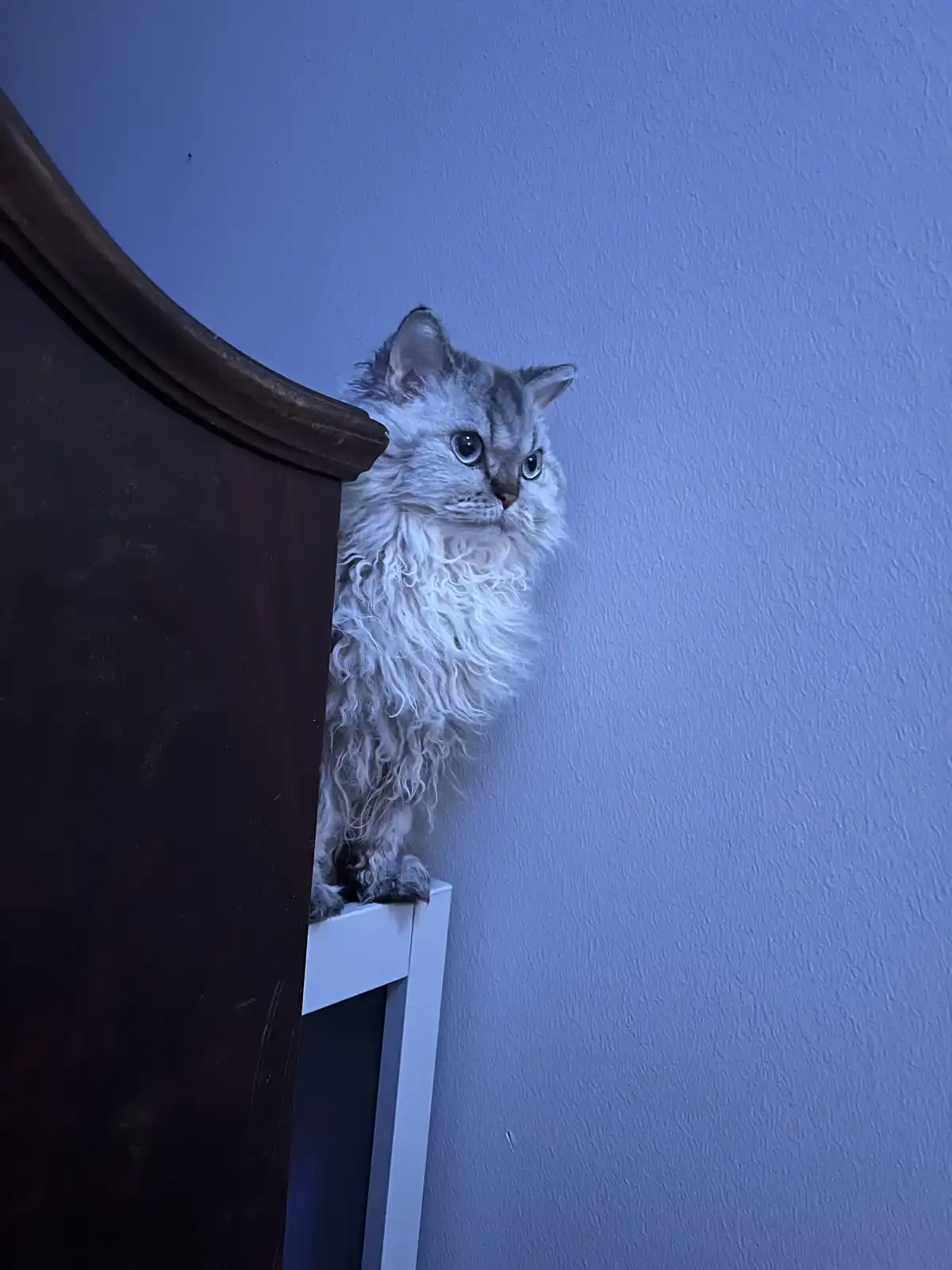 A silver tabby cat with long, curly fur peeks out from behind a dark wooden piece of furniture, standing on a white surface…