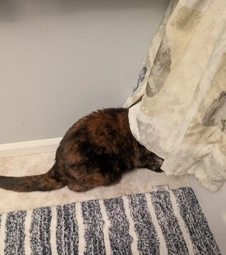 A tortoiseshell cat is crouched on a carpeted floor, partially hidden behind a sheer curtain with a floral pattern, its body…