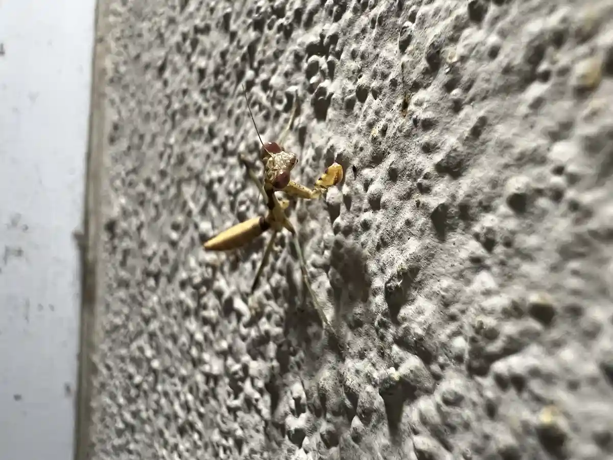 A praying mantis with large red eyes and tan-green body is clinging to a rough, gray, porous textured wall. The mantis is…