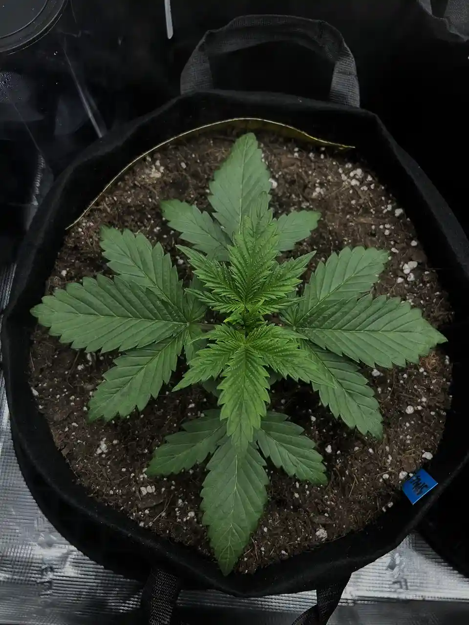 A small, healthy green cannabis plant with characteristic serrated leaves grows in a black fabric grow bag filled with soil…