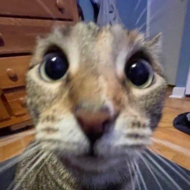 A close-up photo of a tabby cat with extremely wide, dilated pupils staring directly at the camera, conveying intense…