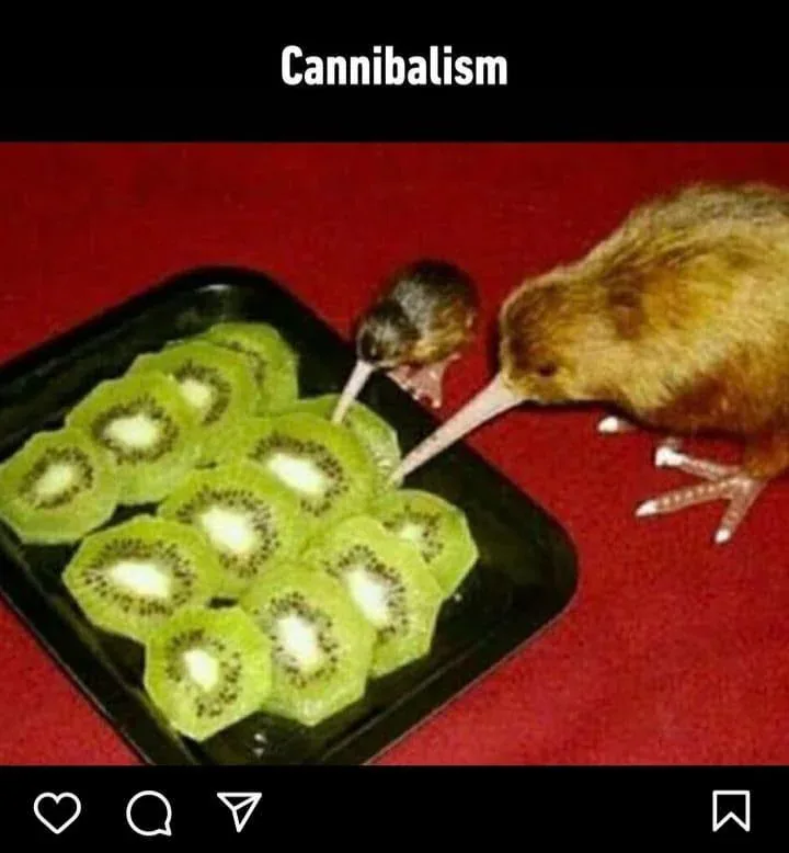 A kiwi bird is shown eating sliced kiwi fruit from a black tray on a red surface. A smaller kiwi bird is positioned directly…