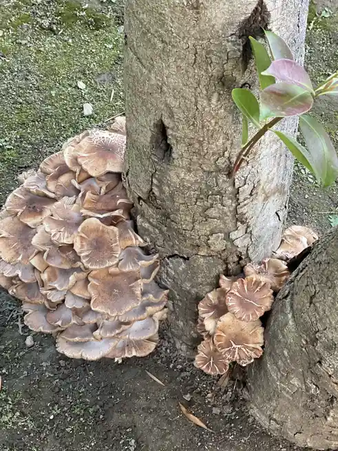 A cluster of brown, fan-shaped mushrooms grows densely on the base of a tree trunk, with another smaller cluster nearby. The…