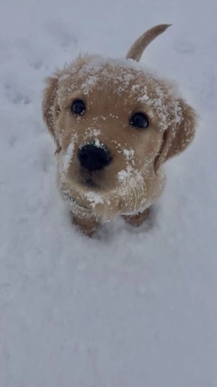 A small golden puppy with snowflakes on its face and fur looks up at the camera from a snowy ground, with the overlaid text…