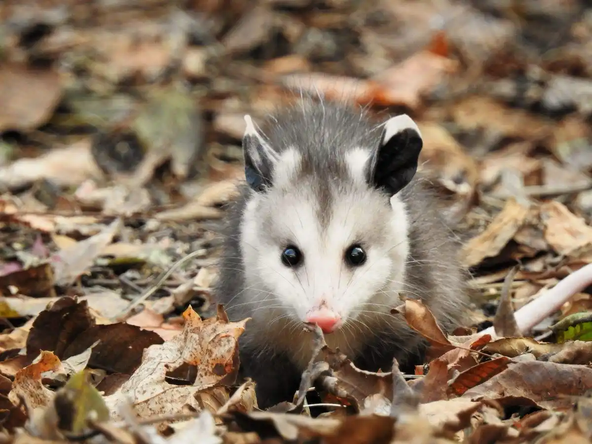 A close-up photo shows a small, furry opossum peeking out from a bed of dry, brown autumn leaves. It has a distinctive white…
