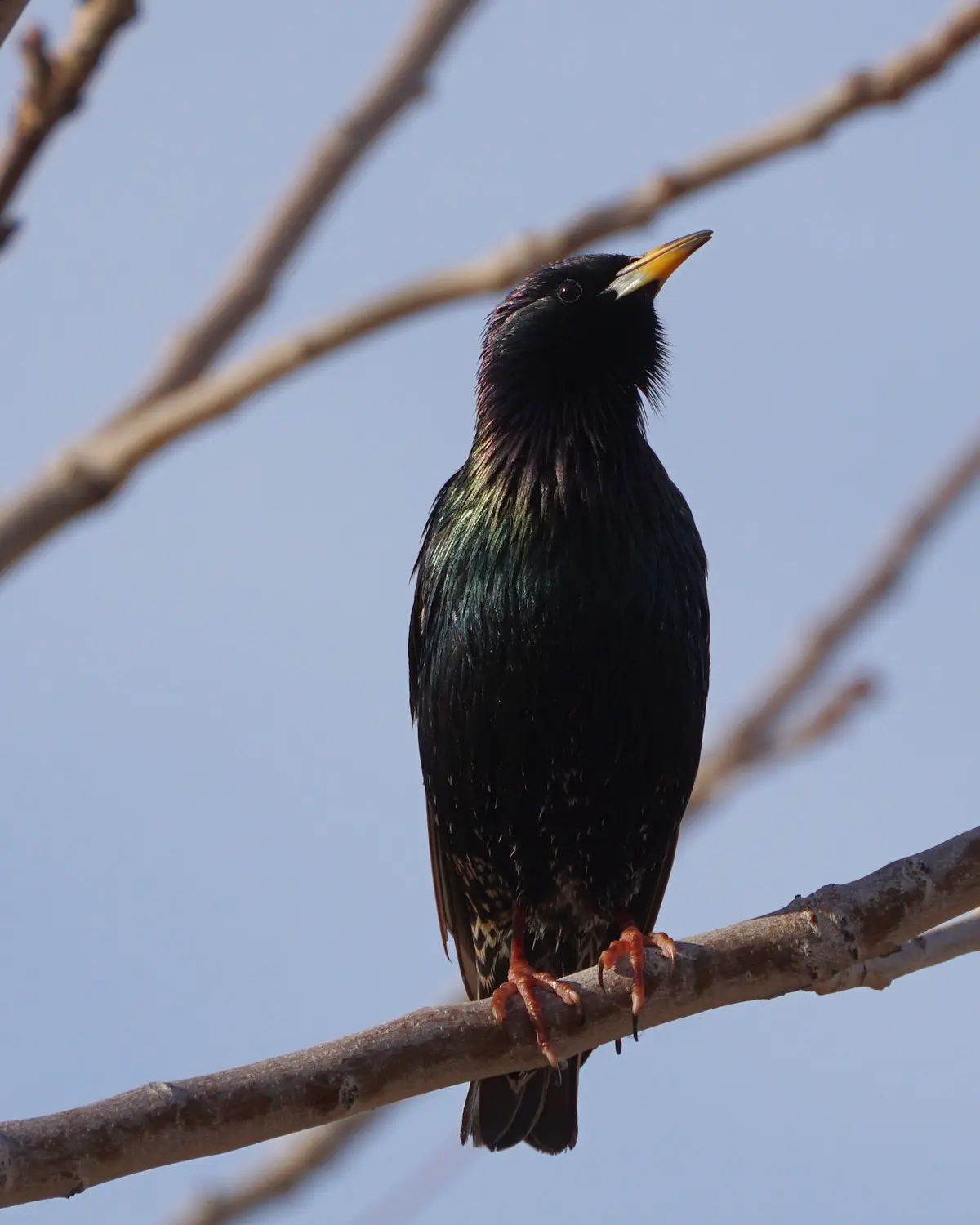 A close-up photograph of a starling perched on a bare tree branch against a pale blue sky. The bird has iridescent black…