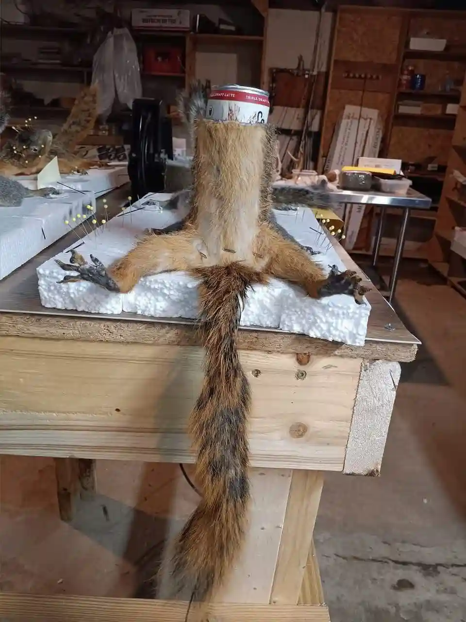 A taxidermied squirrel is pinned to a foam block on a wooden workbench, with a beer can balanced on its head. The squirrel's…
