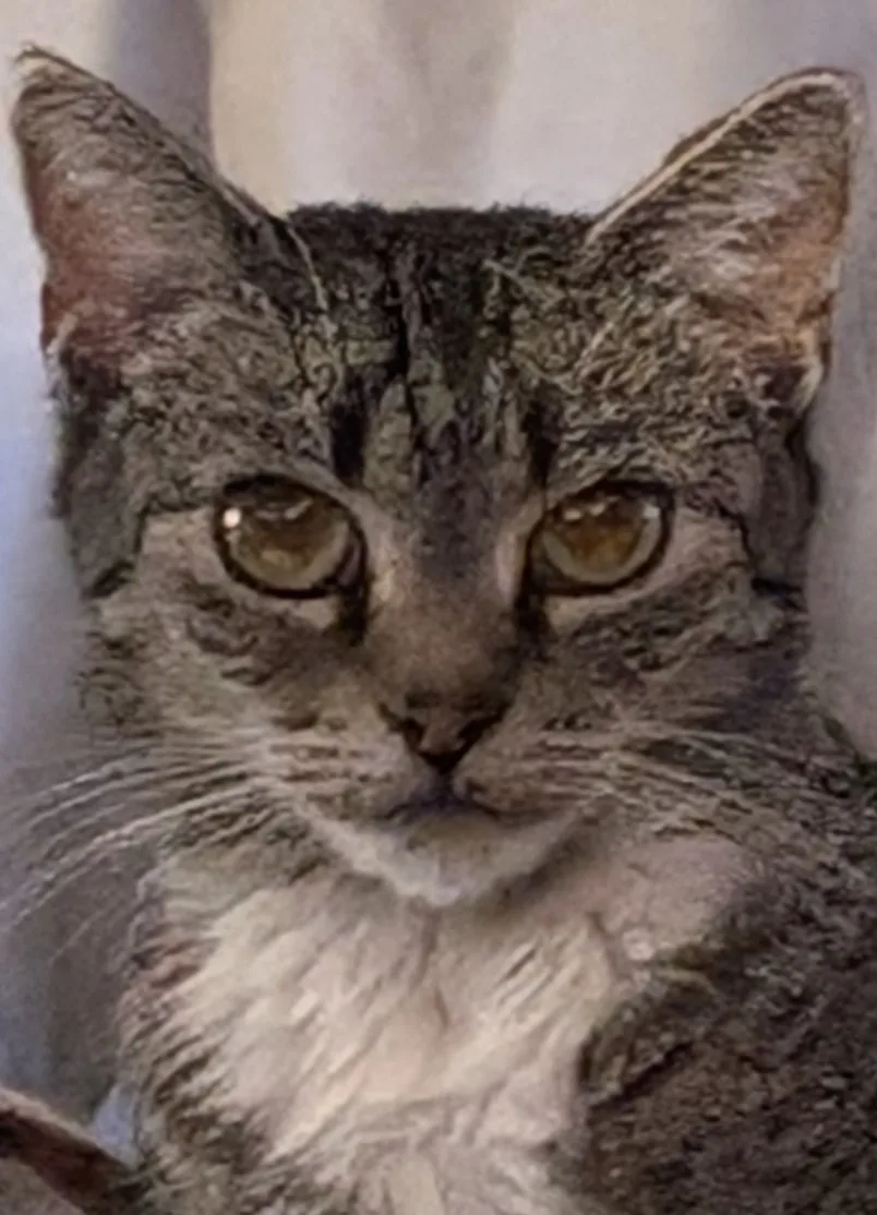 A close-up photo of a gray tabby cat with wide, expressive brown eyes looking directly at the camera, its fur slightly…