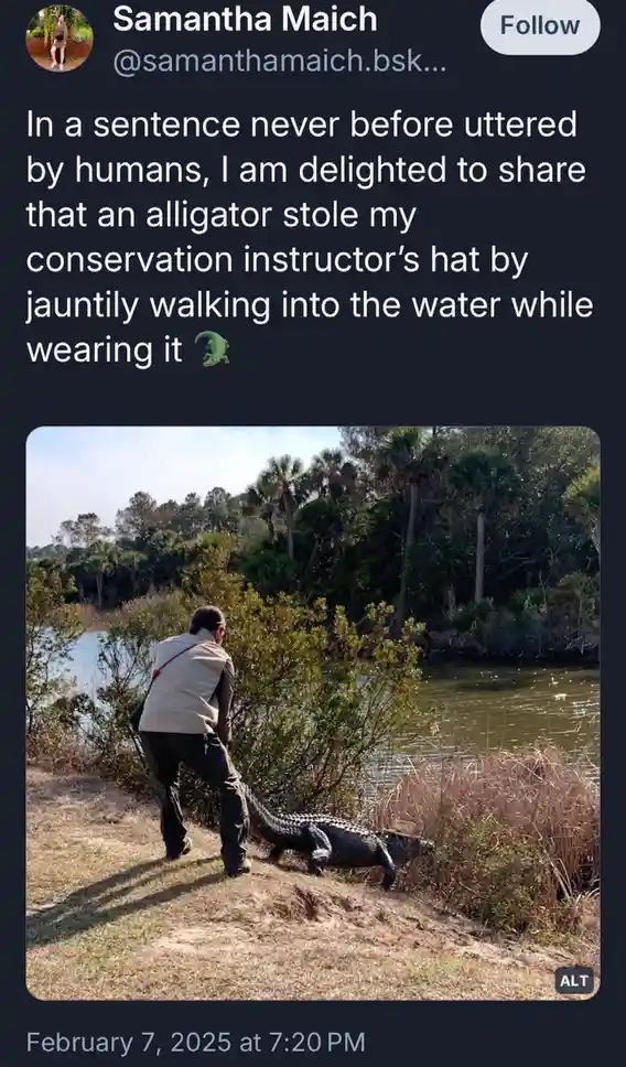 A person in outdoor attire stands on a grassy bank beside a body of water, watching an alligator walking into the water…