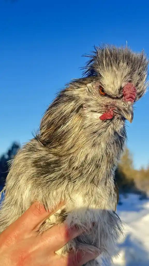 A close-up photo shows a person holding a fluffy, grey chicken with a stern, scowling expression against a bright blue sky…