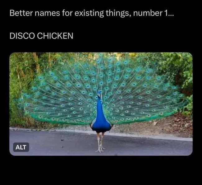 A peacock stands on a paved road with its tail feathers fully fanned out, displaying vibrant blue and green eye-like…