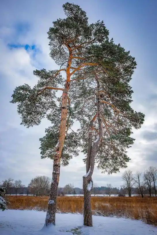 Two tall pine trees stand side-by-side in a snowy field under a cloudy sky, their trunks and branches covered in snow, with…