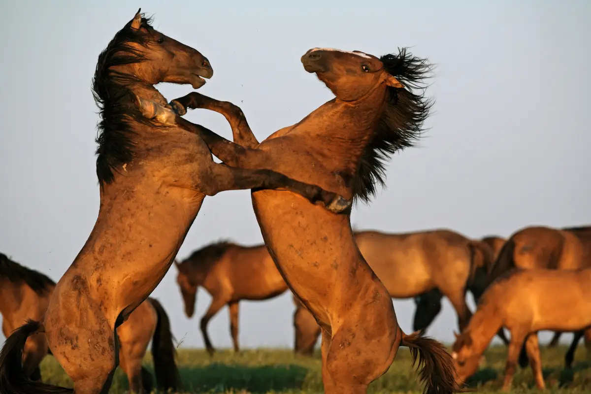 Two brown horses stand on their hind legs in a grassy field, locking front hooves and appearing to wrestle or spar. Their…