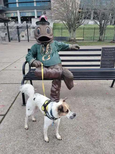 A bronze statue of the University of Oregon's mascot, a duck wearing a green jersey and maroon cap, sits on a bench holding…