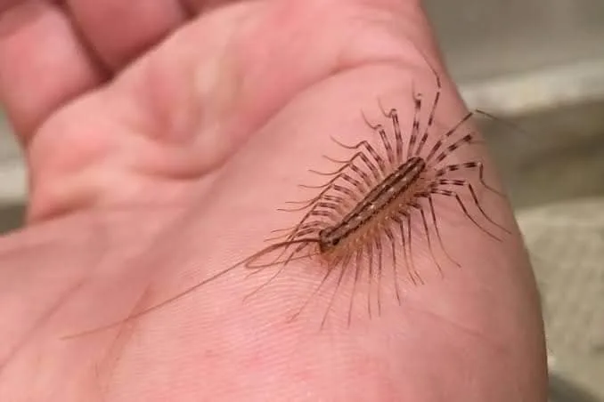 A close-up photo shows a centipede with many legs and long antennae resting on a person's open palm. The overlaid text reads…