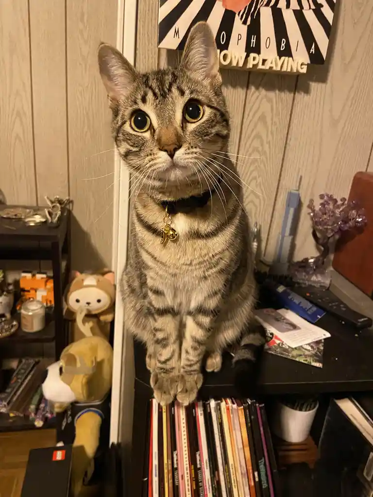 A tabby cat with wide, startled eyes sits upright on a shelf above a stack of vinyl records, wearing a collar with a small…