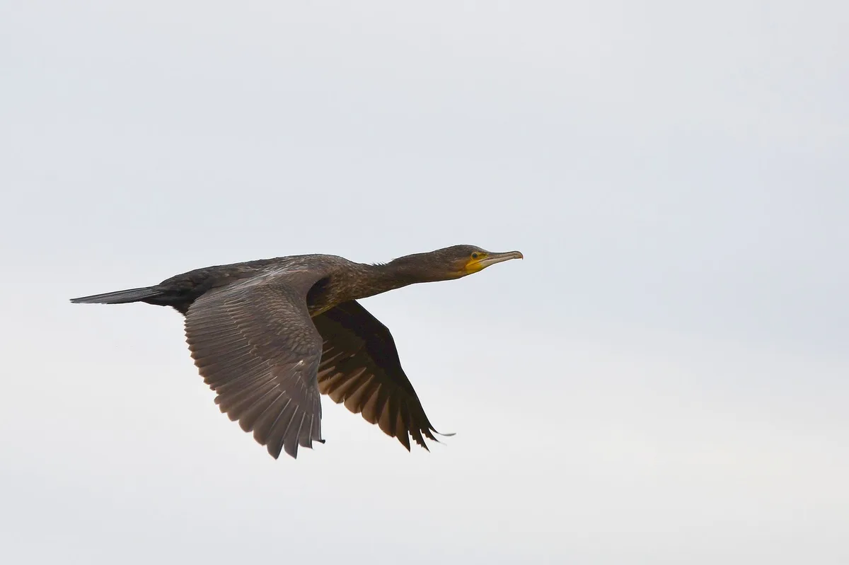 A dark-feathered cormorant is captured mid-flight against a plain, overcast sky, wings spread wide as it glides. The…