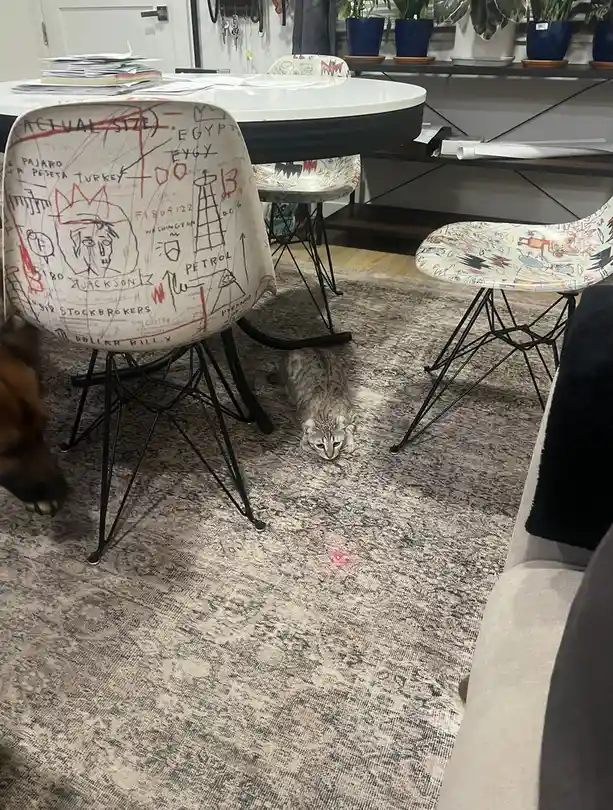 A gray tabby cat crouches low on a patterned rug, staring intently at a red laser dot on the floor. Surrounding the cat are…