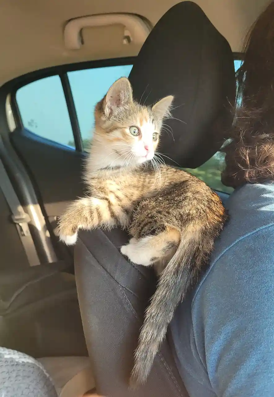 A small calico kitten with green eyes sits perched on the back of a car seat, looking alertly toward the camera. The kitten…