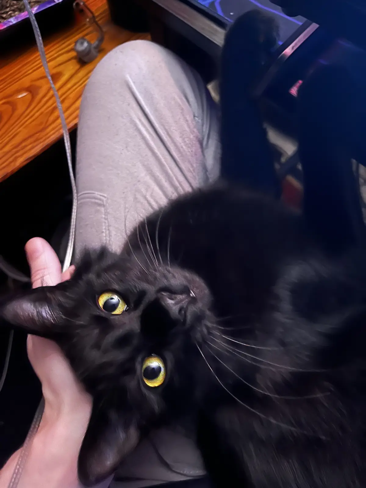 A black cat with large, glowing yellow eyes is being held in a person's hand while lying on their lap. The cat looks…