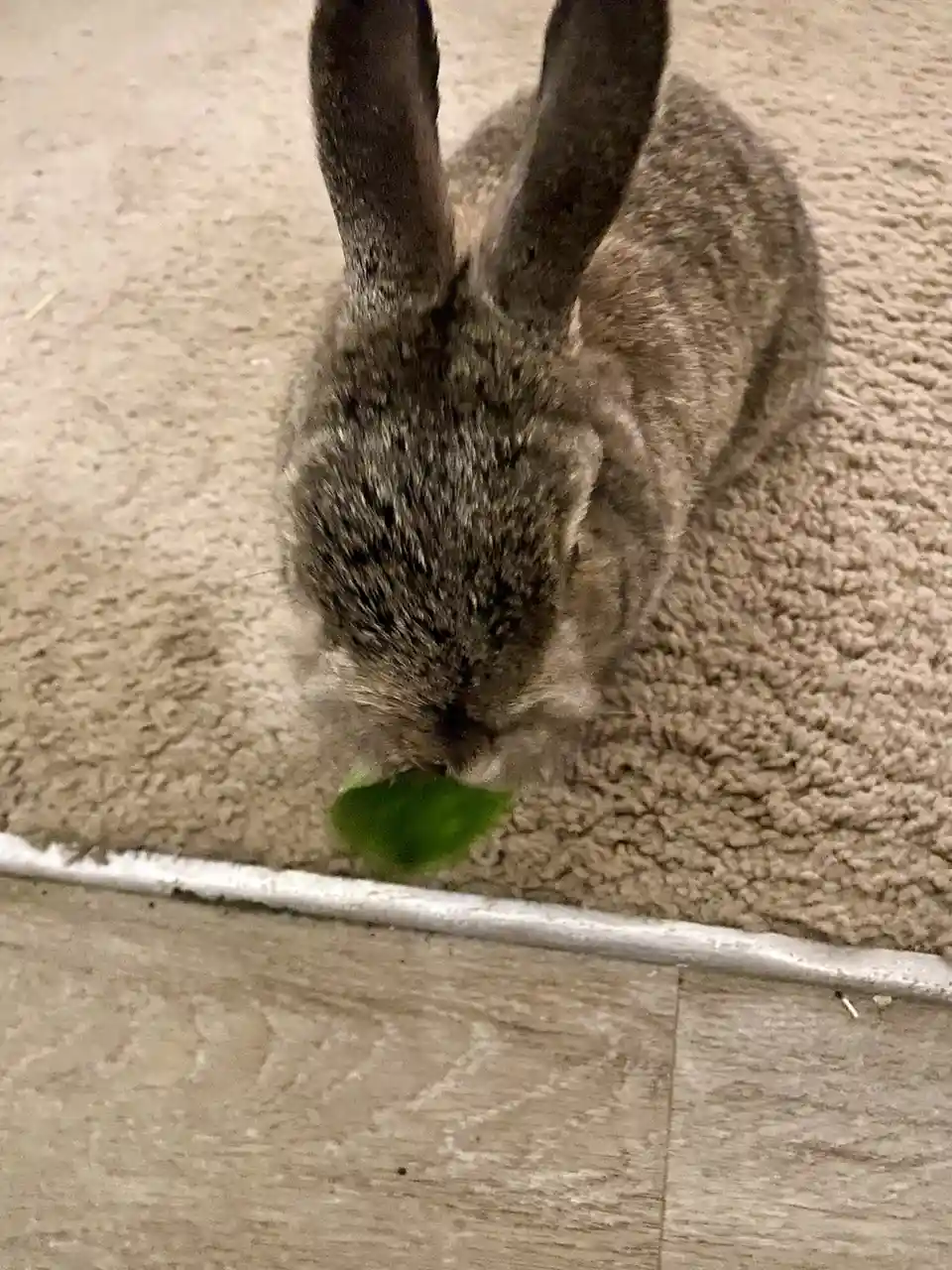 A close-up, top-down view of a gray rabbit with long ears, seen from behind, chewing on a green leaf while sitting on a…