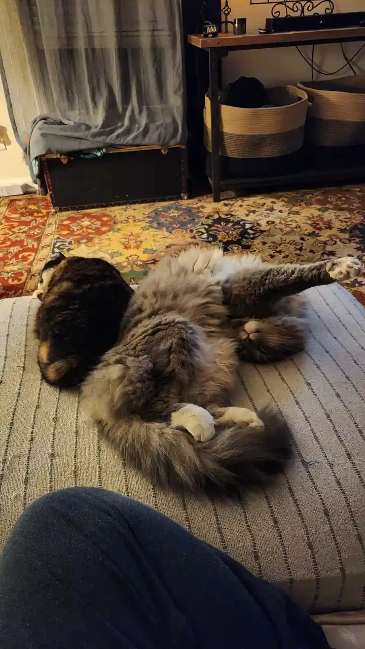 Two cats are sleeping on a striped couch in a cozy room with a patterned rug and curtains. One cat is lying on its back with…