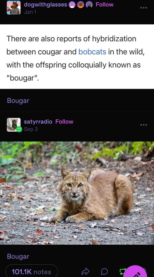 A screenshot of a social media post showing a photo of a bobcat lying on the ground surrounded by leaves and dirt. The post…