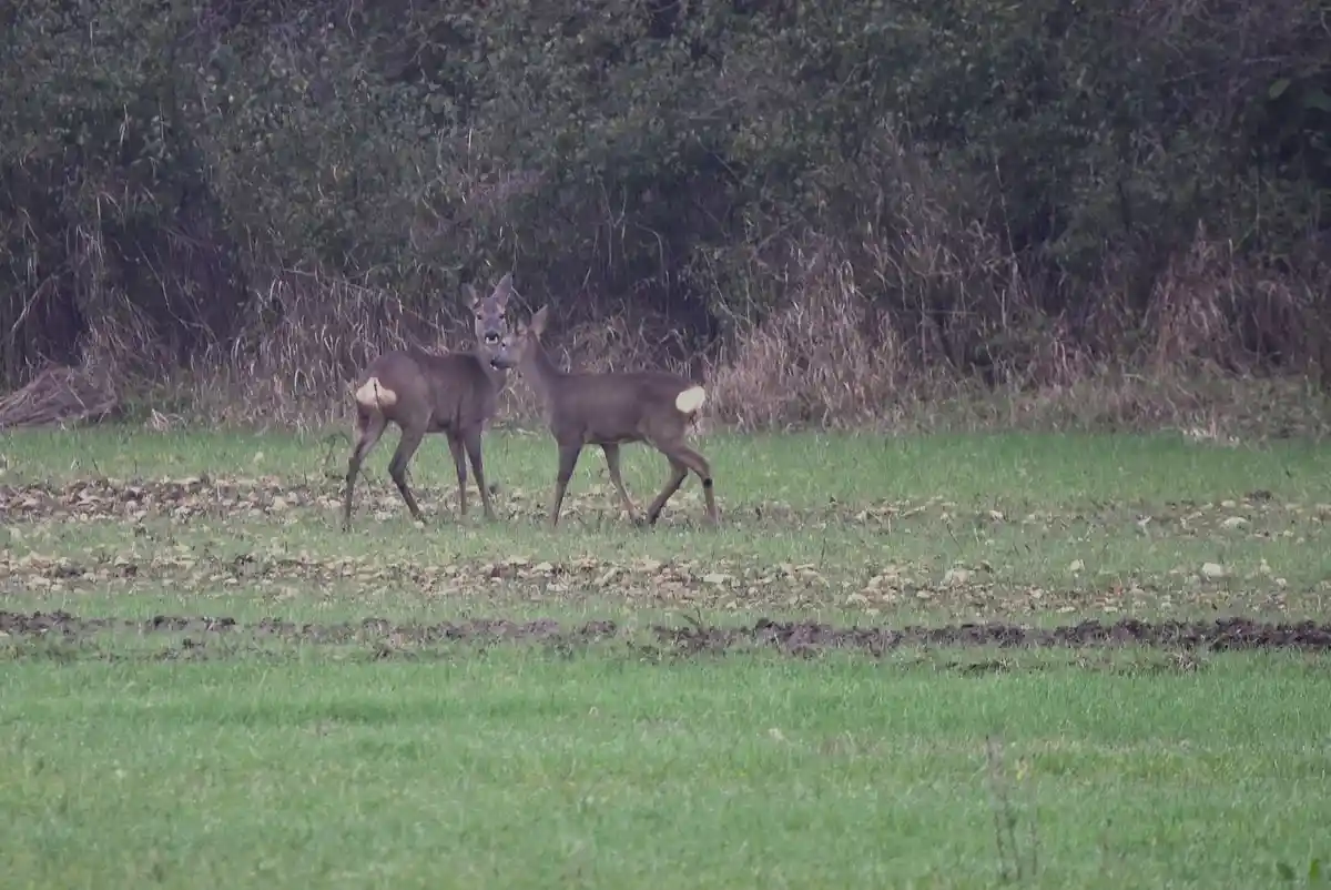 Two deer stand in a grassy field with a wooded background; one deer looks directly at the camera while the other walks…