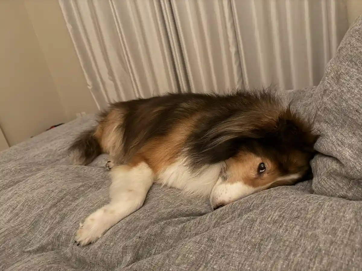 A fluffy brown, white, and tan dog is lying on its side on a gray blanket, with its head buried into the fabric and only one…